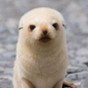 Meet your Posher, Aida